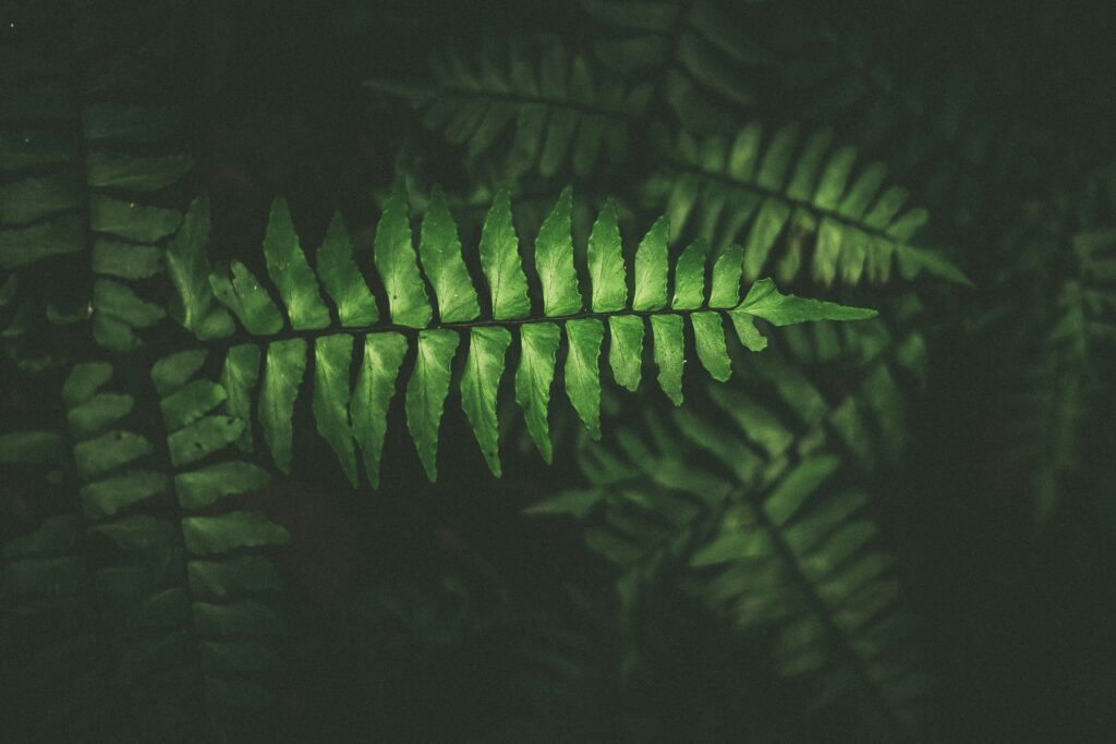 Close-up of a vibrant green fern leaf symbolizing pure, chemical‑free natural skincare that builds confidence